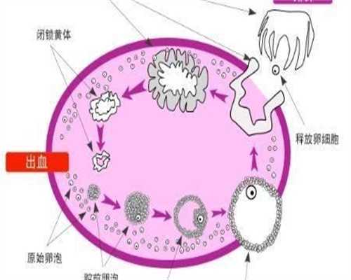 上海试管婴儿科普、少弱精不育家庭的医学出路