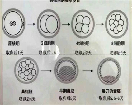 精子活力低试管
